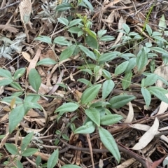 Nandina domestica (Sacred Bamboo) at Jerrabomberra, NSW - 22 Sep 2022 by SteveBorkowskis