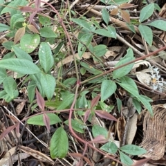 Nandina domestica at Jerrabomberra, NSW - 22 Sep 2022 04:28 PM