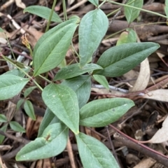 Nandina domestica at Jerrabomberra, NSW - 22 Sep 2022 04:28 PM