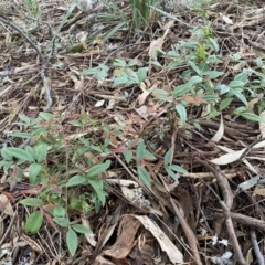 Nandina domestica at Jerrabomberra, NSW - 22 Sep 2022