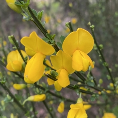 Cytisus scoparius subsp. scoparius (Scotch Broom, Broom, English Broom) at Jerrabomberra, NSW - 22 Sep 2022 by SteveBorkowskis