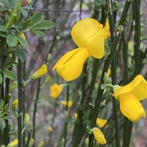 Cytisus scoparius subsp. scoparius at QPRC LGA - 22 Sep 2022