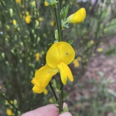 Cytisus scoparius subsp. scoparius at QPRC LGA - 22 Sep 2022