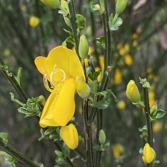 Cytisus scoparius subsp. scoparius at QPRC LGA - 22 Sep 2022