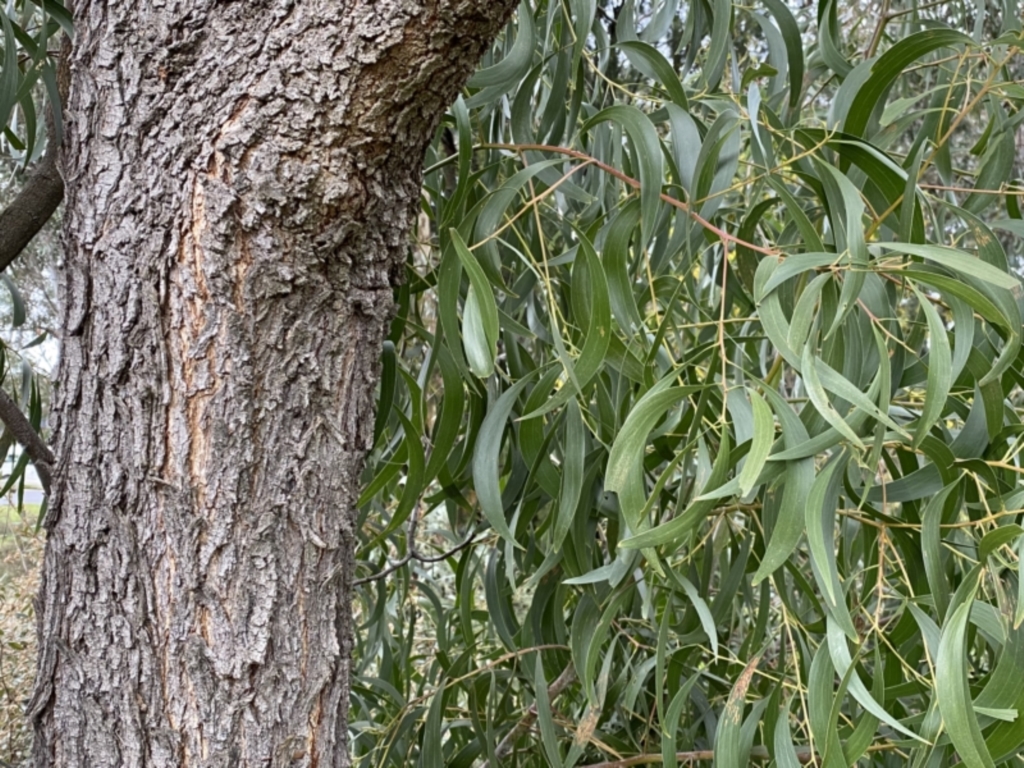 Acacia implexa at Jerrabomberra, NSW - 22 Sep 2022