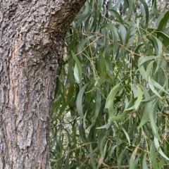 Acacia implexa (Hickory Wattle, Lightwood) at Jerrabomberra, NSW - 22 Sep 2022 by Steve_Bok