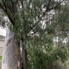 Acacia implexa at Jerrabomberra, NSW - 22 Sep 2022 04:20 PM