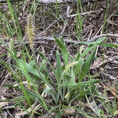 Plantago varia (Native Plaintain) at Jerrabomberra, NSW - 22 Sep 2022 by SteveBorkowskis