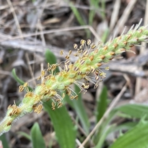 Plantago varia at Jerrabomberra, NSW - 22 Sep 2022