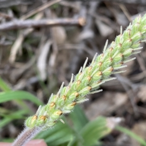 Plantago varia at Jerrabomberra, NSW - 22 Sep 2022