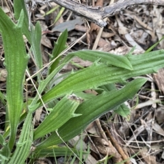 Plantago varia at Jerrabomberra, NSW - 22 Sep 2022