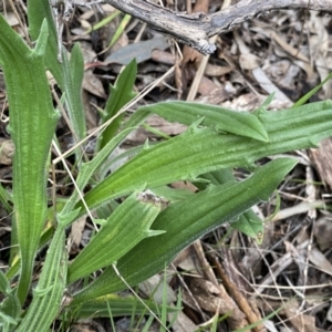 Plantago varia at Jerrabomberra, NSW - 22 Sep 2022