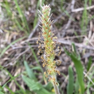 Plantago varia at Jerrabomberra, NSW - 22 Sep 2022