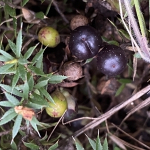 Styphelia humifusum at Jerrabomberra, NSW - 22 Sep 2022