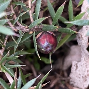 Styphelia humifusum at Jerrabomberra, NSW - 22 Sep 2022