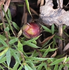 Styphelia humifusum at Jerrabomberra, NSW - 22 Sep 2022