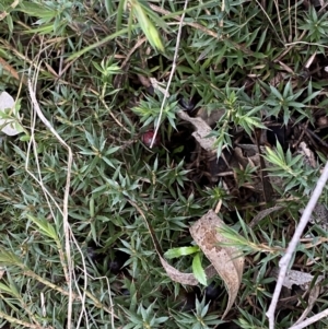 Astroloma humifusum at Jerrabomberra, NSW - 22 Sep 2022