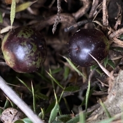 Styphelia humifusum at Jerrabomberra, NSW - 22 Sep 2022