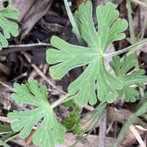 Geranium solanderi var. solanderi at Jerrabomberra, NSW - 22 Sep 2022