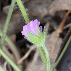 Geranium solanderi var. solanderi at Jerrabomberra, NSW - 22 Sep 2022 04:10 PM