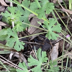 Geranium solanderi var. solanderi at Jerrabomberra, NSW - 22 Sep 2022 04:10 PM