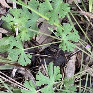 Geranium solanderi var. solanderi at Jerrabomberra, NSW - 22 Sep 2022