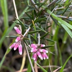 Lissanthe strigosa subsp. subulata (Peach Heath) at Jerrabomberra, NSW - 22 Sep 2022 by Steve_Bok