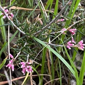 Lissanthe strigosa subsp. subulata at Jerrabomberra, NSW - 22 Sep 2022