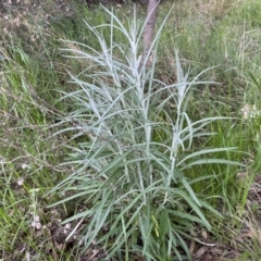 Senecio quadridentatus (Cotton Fireweed) at Jerrabomberra, NSW - 22 Sep 2022 by SteveBorkowskis