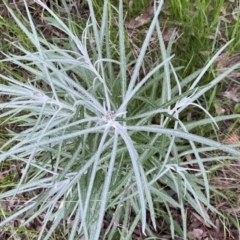 Senecio quadridentatus at Jerrabomberra, NSW - 22 Sep 2022