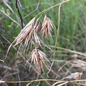 Themeda triandra at Jerrabomberra, NSW - 22 Sep 2022 04:05 PM