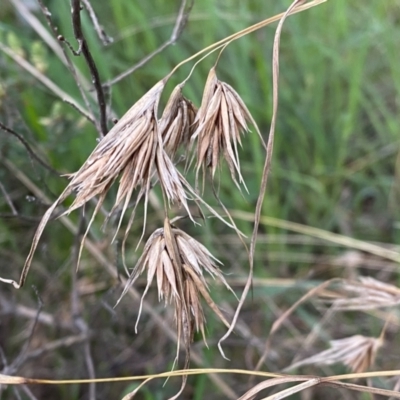 Themeda triandra (Kangaroo Grass) at Jerrabomberra, NSW - 22 Sep 2022 by Steve_Bok