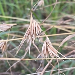 Themeda triandra at Jerrabomberra, NSW - 22 Sep 2022