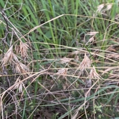 Themeda triandra at Jerrabomberra, NSW - 22 Sep 2022 04:05 PM