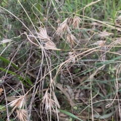 Themeda triandra at Jerrabomberra, NSW - 22 Sep 2022 04:05 PM