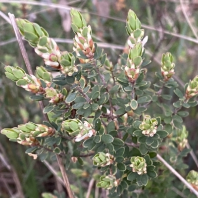 Brachyloma daphnoides (Daphne Heath) at Jerrabomberra, NSW - 22 Sep 2022 by SteveBorkowskis