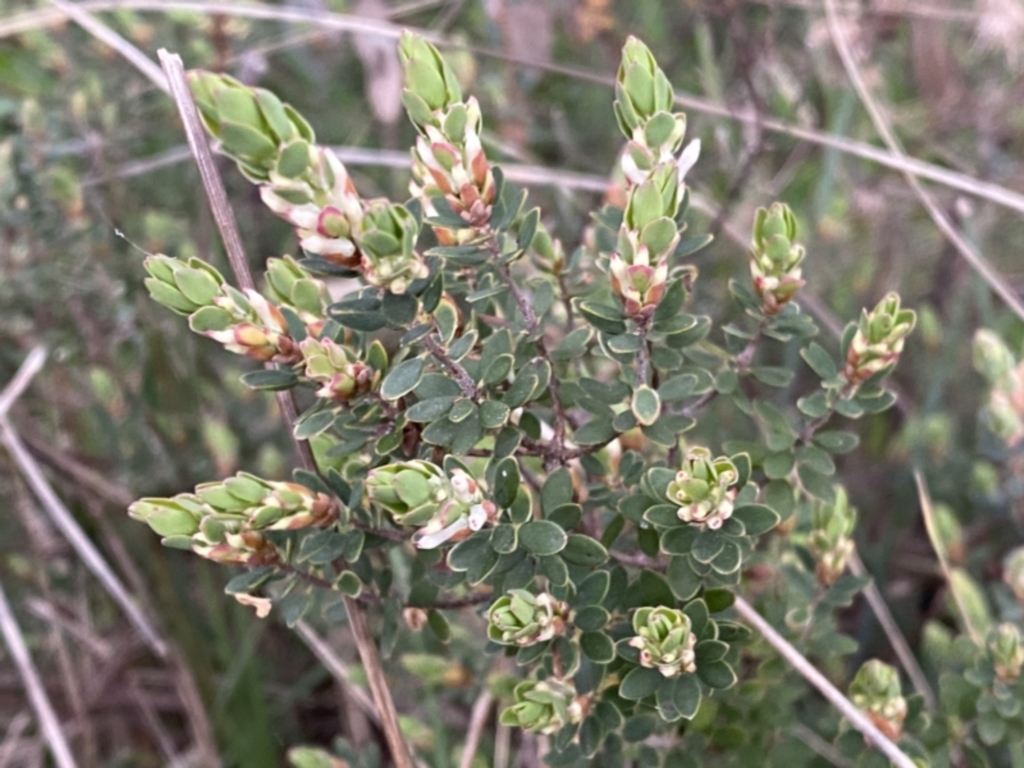 Brachyloma daphnoides at Jerrabomberra, NSW - 22 Sep 2022