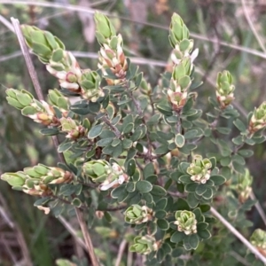 Brachyloma daphnoides at Jerrabomberra, NSW - 22 Sep 2022