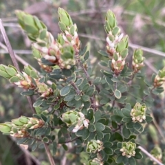 Brachyloma daphnoides at Jerrabomberra, NSW - 22 Sep 2022