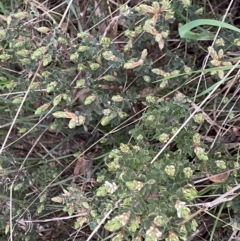 Brachyloma daphnoides at Jerrabomberra, NSW - 22 Sep 2022