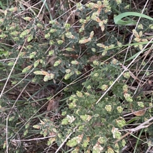 Brachyloma daphnoides at Jerrabomberra, NSW - 22 Sep 2022