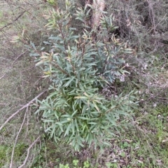 Hakea salicifolia (Willow-leaved Hakea) at Jerrabomberra, NSW - 22 Sep 2022 by Steve_Bok