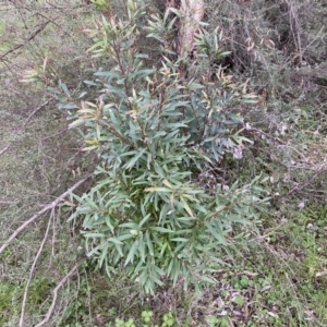 Hakea salicifolia at Jerrabomberra, NSW - 22 Sep 2022