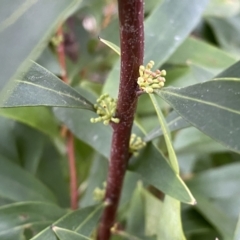 Hakea salicifolia at Jerrabomberra, NSW - 22 Sep 2022