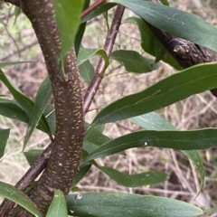 Hakea salicifolia at Jerrabomberra, NSW - 22 Sep 2022