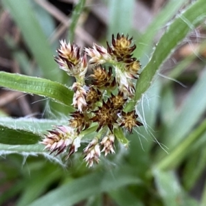 Luzula densiflora at Jerrabomberra, NSW - 22 Sep 2022 04:00 PM