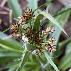 Luzula densiflora at Jerrabomberra, NSW - 22 Sep 2022