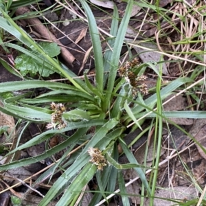 Luzula densiflora at Jerrabomberra, NSW - 22 Sep 2022 04:00 PM