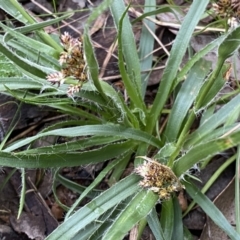 Luzula densiflora at Jerrabomberra, NSW - 22 Sep 2022