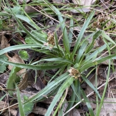 Luzula densiflora at Jerrabomberra, NSW - 22 Sep 2022 04:00 PM